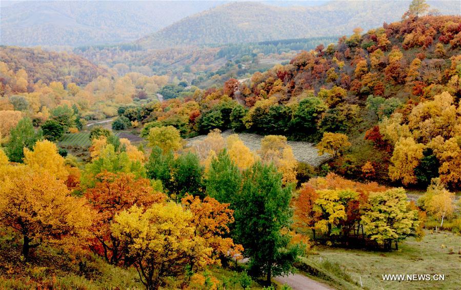 Beautiful scenery of Saihanba in N China