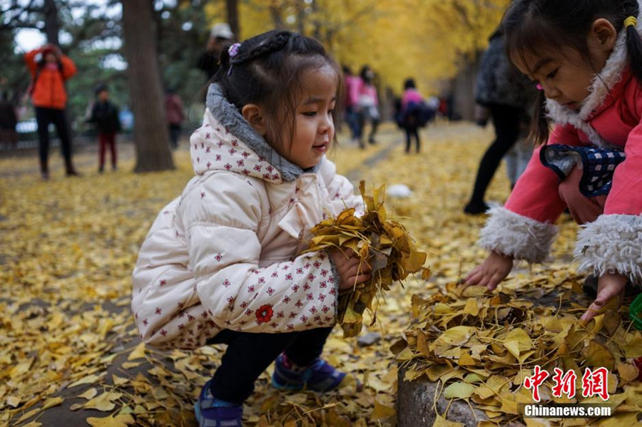 Ginkgo trees shed their leaves to attract visitors