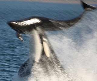 Killer whale attacks dolphin<BR>殺人鯨追殺兩海豚(圖)