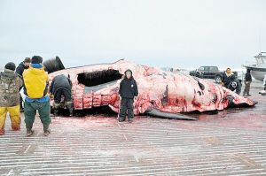 美國一小學生北冰洋獵殺10米長巨鯨(圖)