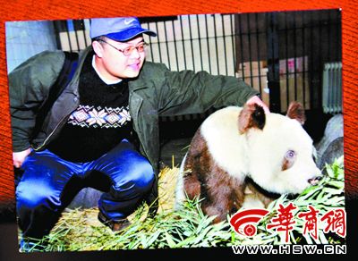 陜西佛坪發現有記載以來第5只棕色大熊貓