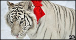 Year of the Tiger 虎年小測驗