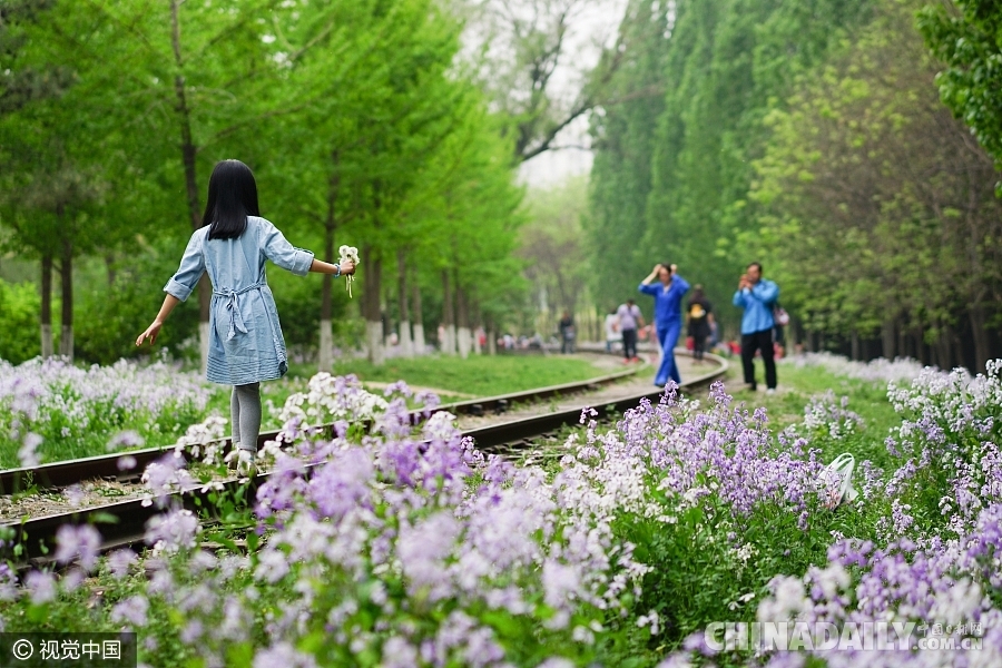 大好春光豈可負？世界各地盡享花海美景（組圖）