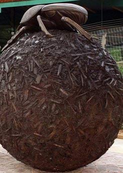 科學家：屎殼郎為世上力量最大的昆蟲
