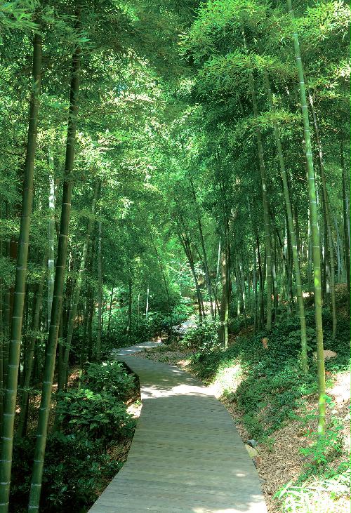 Forest plank road