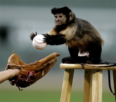 service monkey