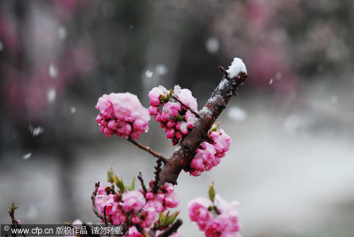 Shandong gets a coating of spring freeze