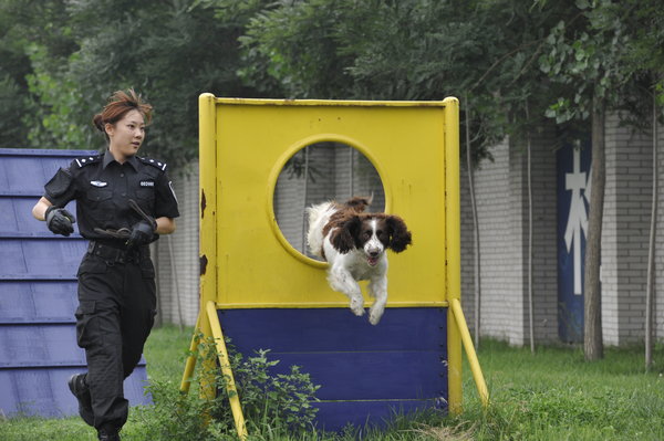 A police dog jumps through an obstacle during training at a police dog training base in Beijing, July 11, 2011. Police dogs show off their skills