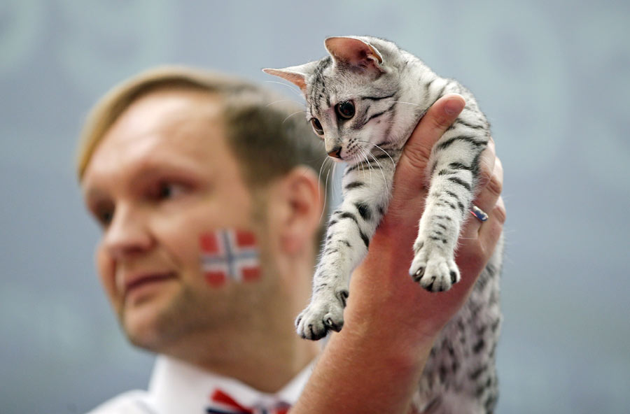 Mediterranean Winner 2016 cat show in Rome